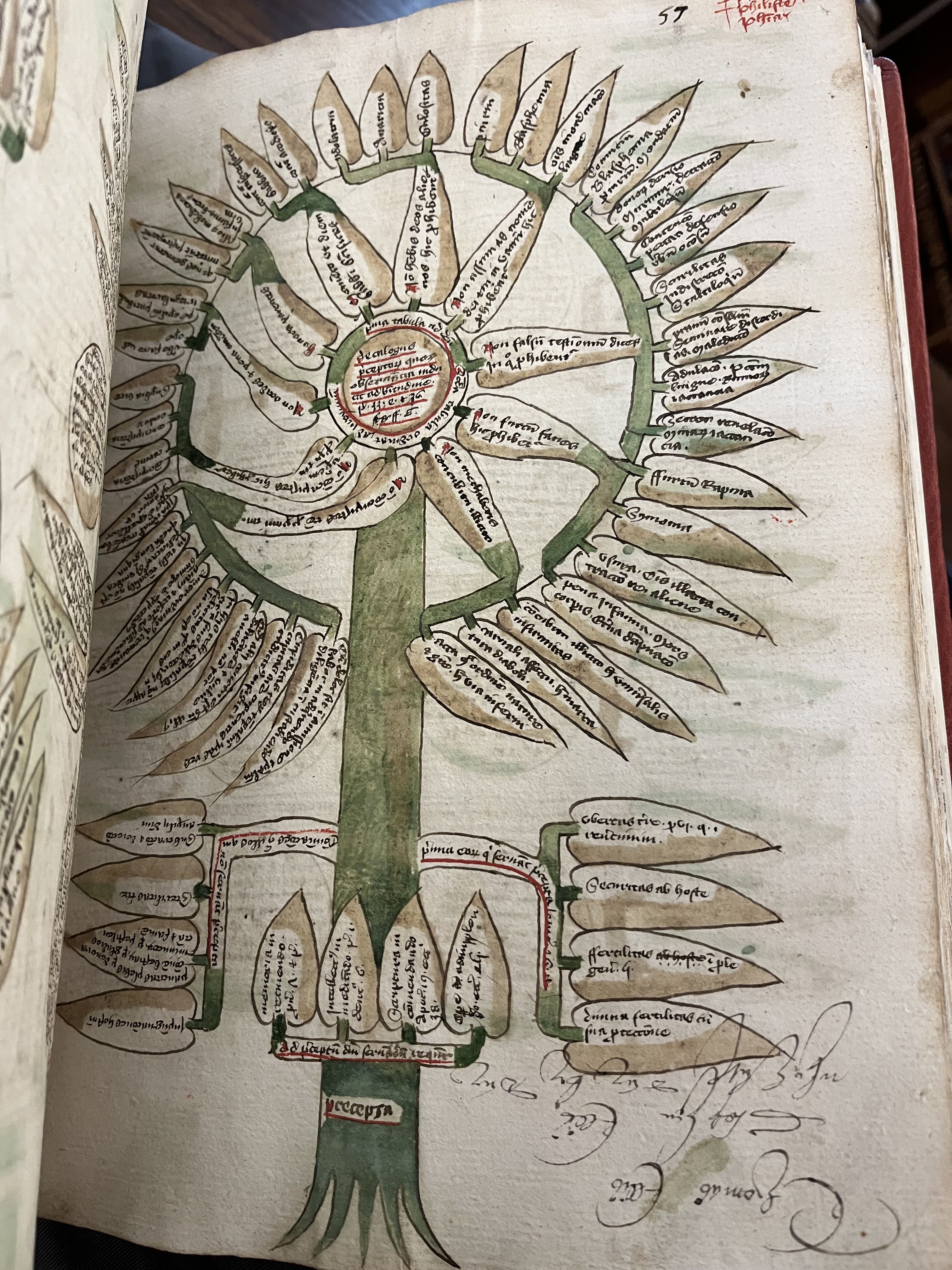 Drawing of a tree diagram on the notion of ‘precepta,’ the trunk ending in a circle that forms the centre of large wheel of leaves, with an upside-down 16th or 17th century inscription by Thomas Ellis in the lower right corner.